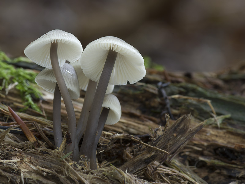 Mycena arcangeliana